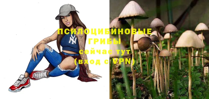 Галлюциногенные грибы Cubensis  Вихоревка 